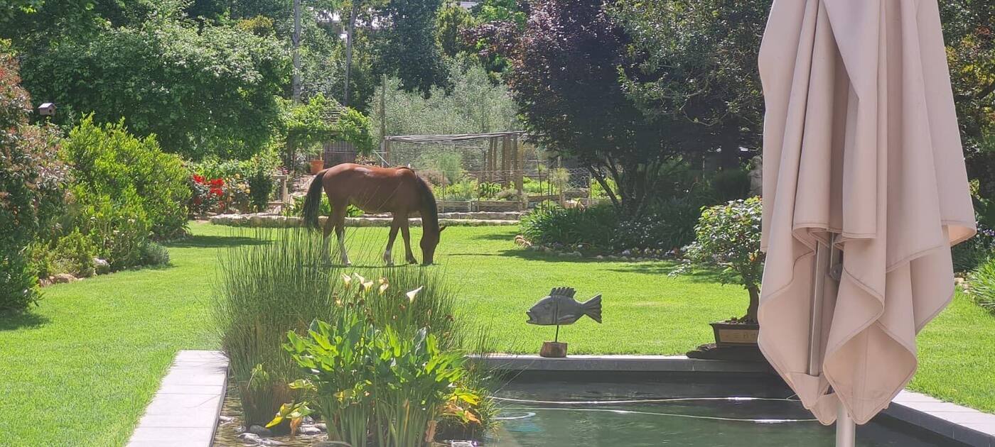 A horse grazing on the lawn beside the eco-pool and gardens