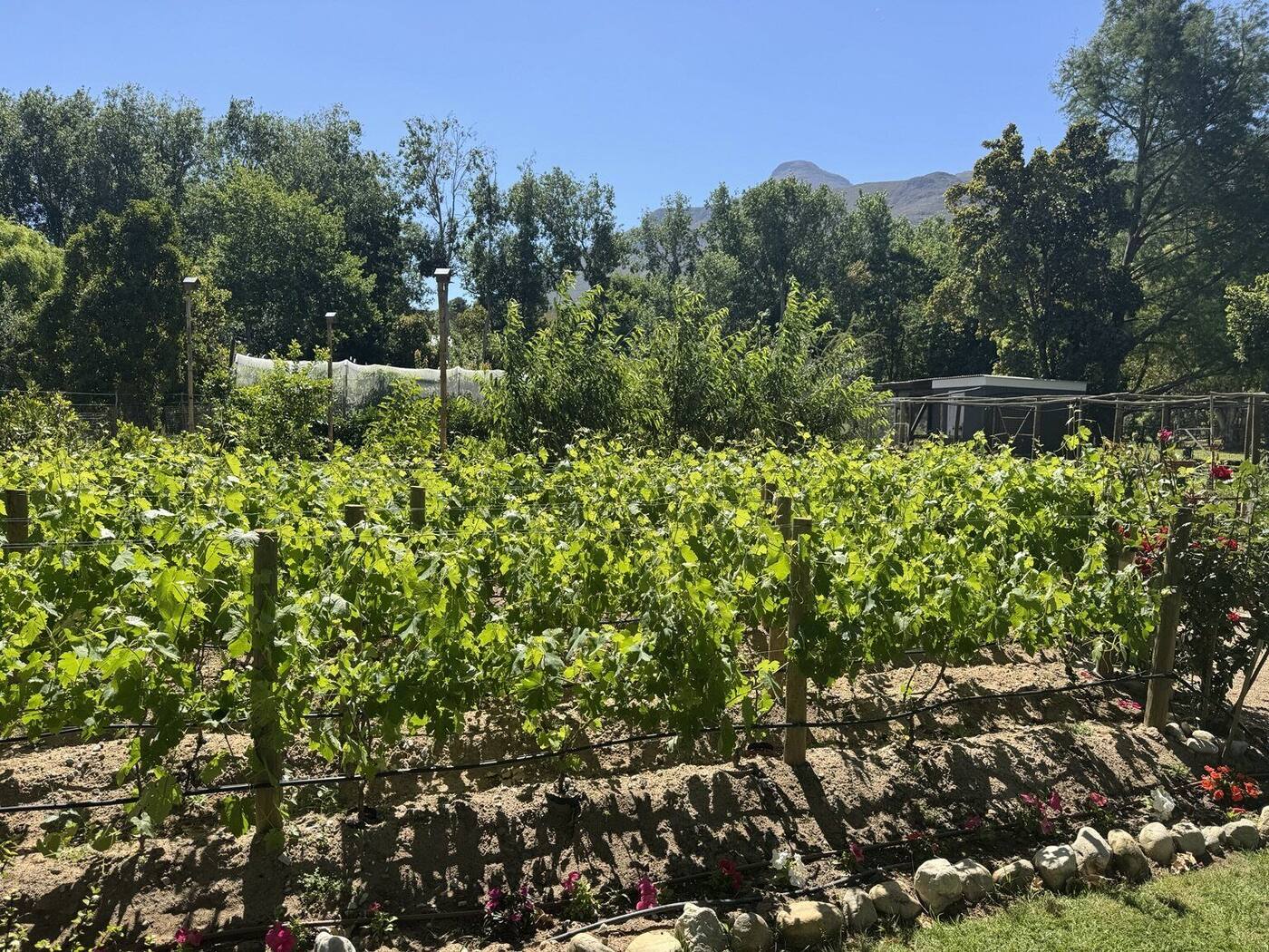 Lush summer vines growing at Eden Farm