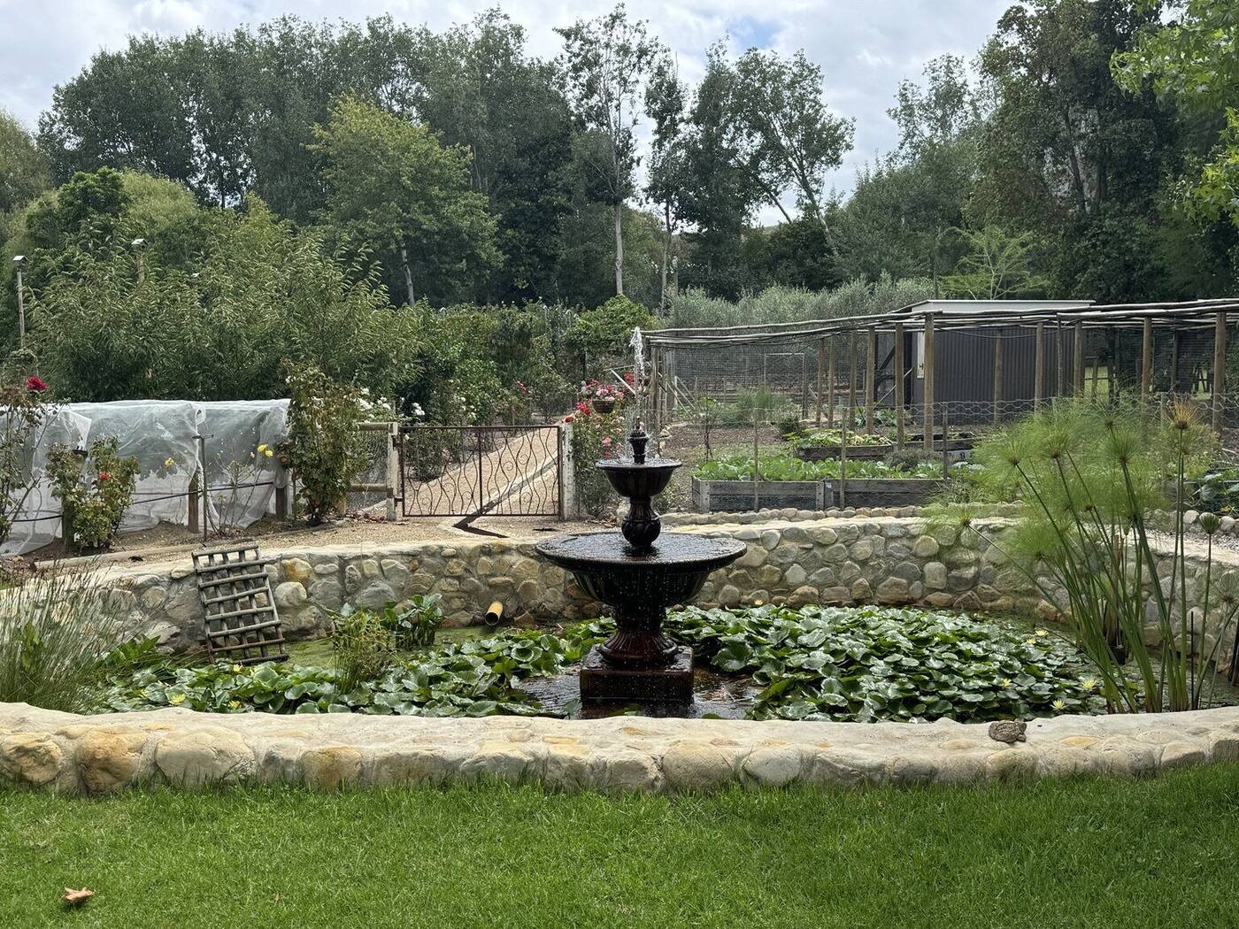 The garden pond and fountain framed by olive trees